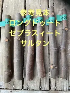 2026年最新】イチジク穂木の人気アイテム - メルカリ