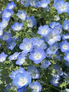 ●きなこもち様　専用　東京ディズニーシー　リーナベル