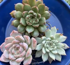 ariaco様 リクエスト 2点 まとめ商品