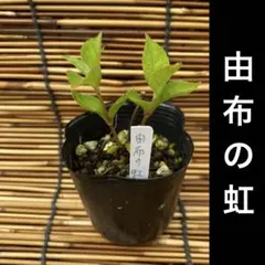 きみっち様 リクエスト 3点 まとめ商品