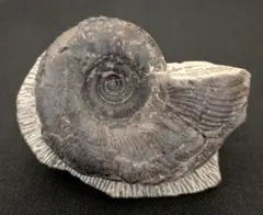 2025年最新】アンモナイト 北海道の人気アイテム - メルカリ