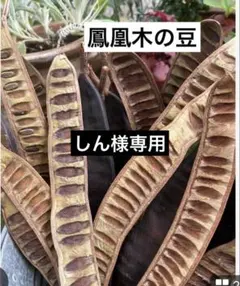 2026年最新】ホウオウボクの種の人気アイテム - メルカリ