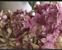 無農薬(ᵔᴥᵔ)かわいいお庭♡紫陽花　八重咲き♡発根♡アンティーク好きなカラー♡ C無農薬 かわいいお庭♡紫陽花 八重咲き♡発根♡アンティーク好き