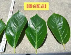 柿の葉 約30枚 若葉　農薬不使用 料理 飾り あしらい 柿の葉寿司　③のサムネイル