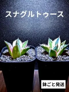 2026年最新】スナグルトゥースの人気アイテム - メルカリ