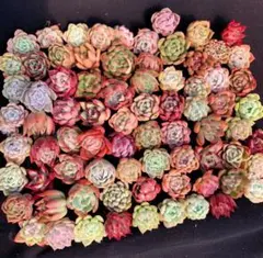 てんてん プロフ必読様 リクエスト 2点 まとめ商品