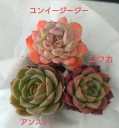 あああ様 リクエスト 2点 まとめ商品