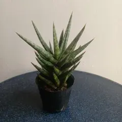 2025年最新】サンスベリア 希少の人気アイテム - メルカリ