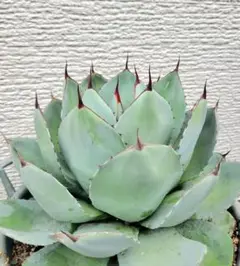 アガベ パリー・トランカータ① 丸葉 肉厚 アガベ・パリー トランカータ｜Agave parryi var. truncata