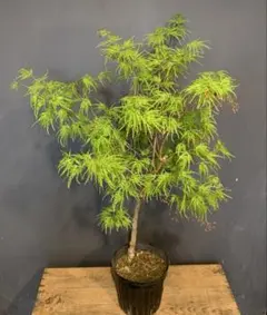 天然クロモジ天日干し（花•葉•枝）1kg 天然クロモジ天日干し（花•葉•枝）1kg - メルカリ