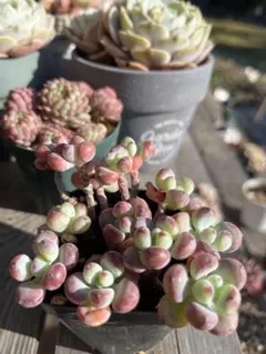 2026年最新】コミックトム 多肉の人気アイテム - メルカリ