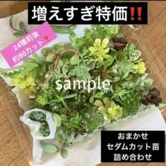 増えすぎ特価❣️おまかせ セダム カット苗 詰め合わせ 24種前後 約80カット‼️