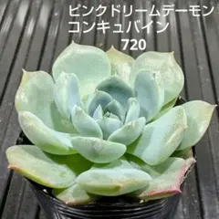 なお様 リクエスト 10点 まとめ商品