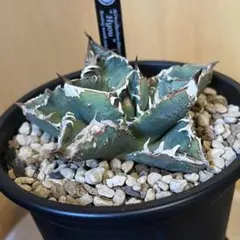 アガベ 毒刺産 白犀牛 シロサイ plants.shop.booze 子株付 - メルカリ