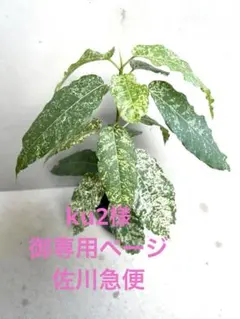 2025年最新】実生 パキラ 斑入りの人気アイテム - メルカリ