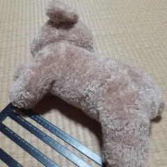 Item thumbnail for item 4646f045-c5fd-44fc-893a-76220a9225b0