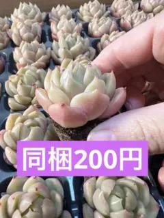 セツナ様 リクエスト 4点 まとめ商品