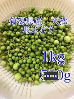 天然ノブトウ　馬ぶどう　山菜　薬草　京都府の山に 天然ノブトウ 馬ぶどう 山菜 薬草 京都府の山に