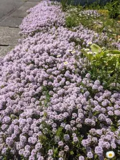 ラブちゃん様 リクエスト 2点 まとめ商品