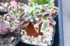 2026年最新】アエオニウム綴化の人気アイテム - メルカリ