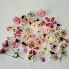 ドライフラワー 小花の詰め合わせ 496 - メルカリ