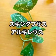 スキンダプサス アルギレウス カット苗 1本 cのサムネイル