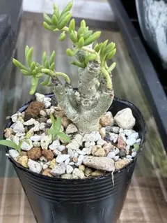 2025年最新】チレコドンの人気アイテム - メルカリ