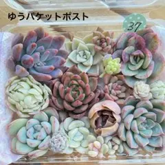 37 植物　多肉弁当　詰め合わせ　寄せ植え　セット　カット苗　韓国苗　エケベリア