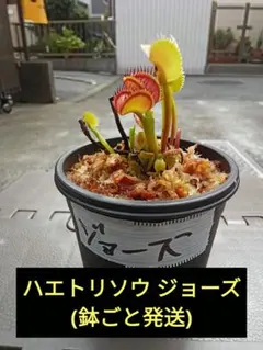 ハエトリソウ レッドソートゥース(鉢ごと発送) - メルカリ