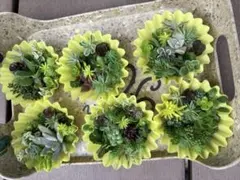 セダム　カット苗　詰め合わせ　ミニセット