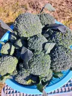 masa様専用 脇芽60