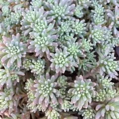 セダム　ルベンスリザード１パック分　カット苗　多肉植物