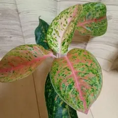 2025年最新】アグラオネマの人気アイテム - メルカリ