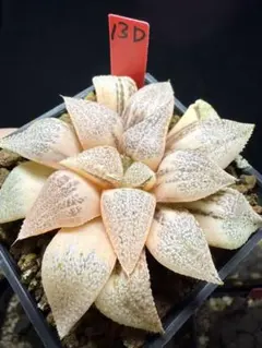 94e 多肉植物 ハオルチア アイスダイヤ錦 自家繁殖 鉢植え発送 - メルカリ