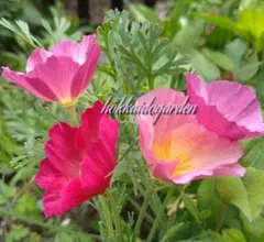 860go様 リクエスト 2点 まとめ商品