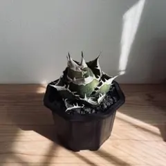 モンキー様 リクエスト 2点 まとめ商品