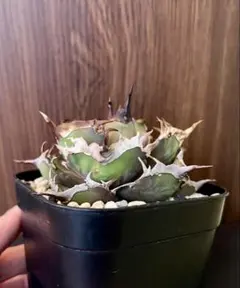 レア特価【CG産】アガベ チタノタ シチリア スパチタ カクタスグリーン