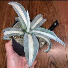 花屋山様 リクエスト 2点 まとめ商品