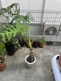 モンステラ 観葉植物 幹立ち 引き取り限定 - メルカリ