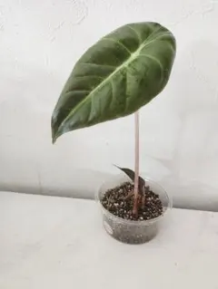 2026年最新】アロカシア 斑入りの人気アイテム - メルカリ