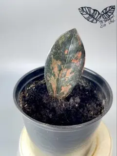 超絶希少　 ザミオクルカス ブラックピンク fit=scale-down,w=1200