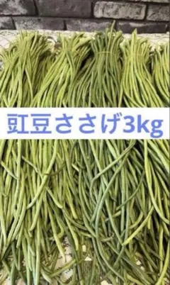 農家直送 三尺ササゲ 10kg 長ささげ 新鮮野菜 送料込み 農家直送 三尺ササゲ 10kg 長ささげ 新鮮野菜 送料込み - メルカリ