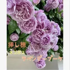 2026年最新】バラ挿し穂の人気アイテム - メルカリ