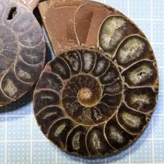 アンモナイト 化石 マダガスカル産 標本 ハーフカット ペアセット