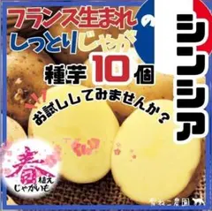 2026年最新】ノーザンルビー 種芋の人気アイテム - メルカリ