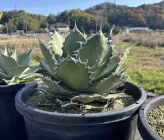 アガベ！チタノタ！特大（オテロイ御神木 スーパーチタノタ 悪魔