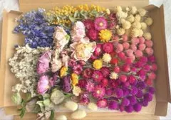 ドライフラワー花材９種類☆ミックス花材☆ハンドメイド　花材のサムネイル
