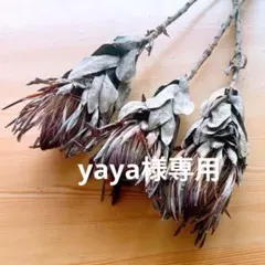 お裾分け便ユーカリテトラゴナ5本セット - メルカリ