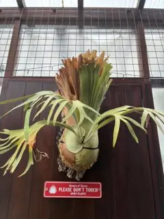 晴太郎様 リクエスト 2点 まとめ商品