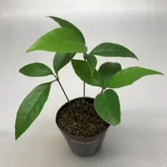 樹木苗　シラカシ（白樫）樹高約１４ｃｍ　3本立（３株）7.5cmポットのサムネイル
